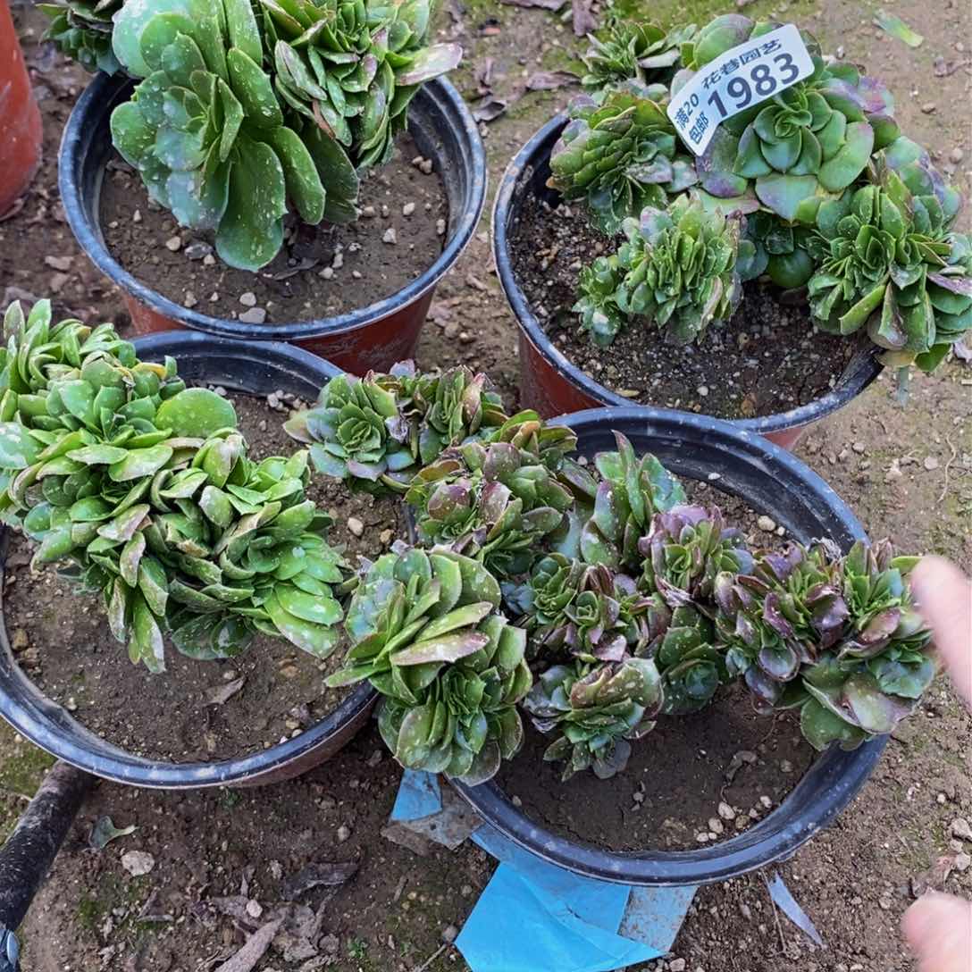 1983 包邮断枝不售后多肉植物
