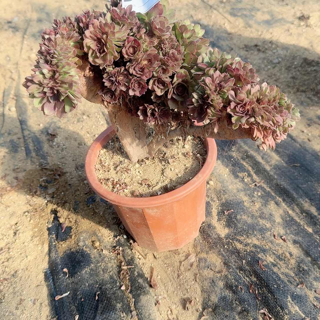 841万朵朵一颗呀呀