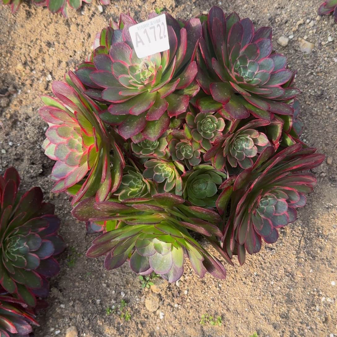 1722粉花妖多肉植物