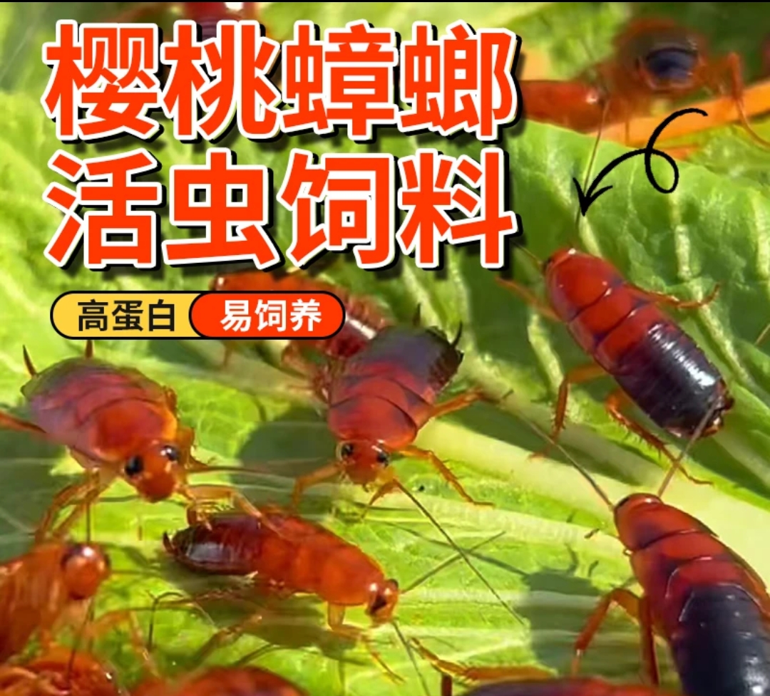 樱桃蟑螂活虫幼体蜥蜴角蛙守宫乌龟龙鱼活体饵饲料包活爬虫食物