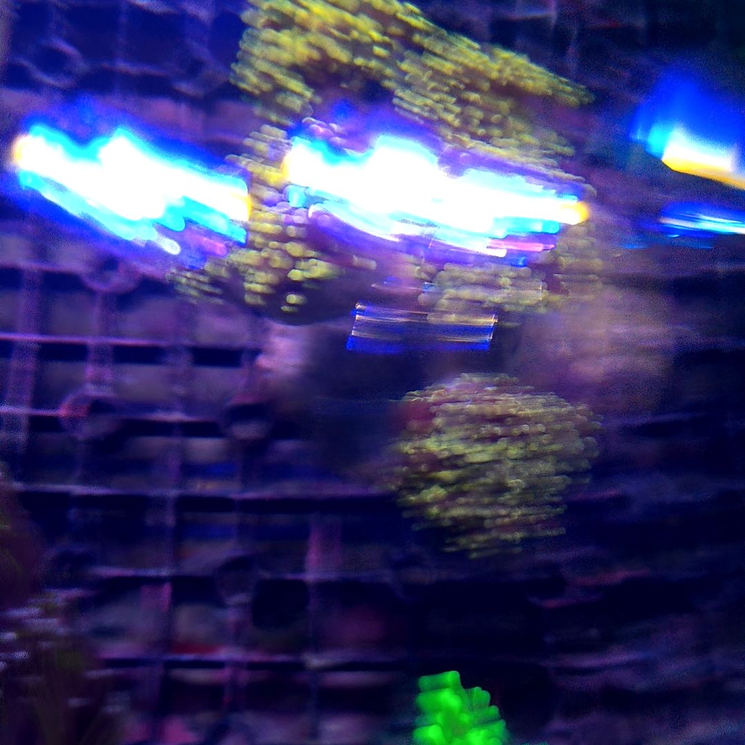 纽扣珊瑚玫瑰金蛙，卵大盘