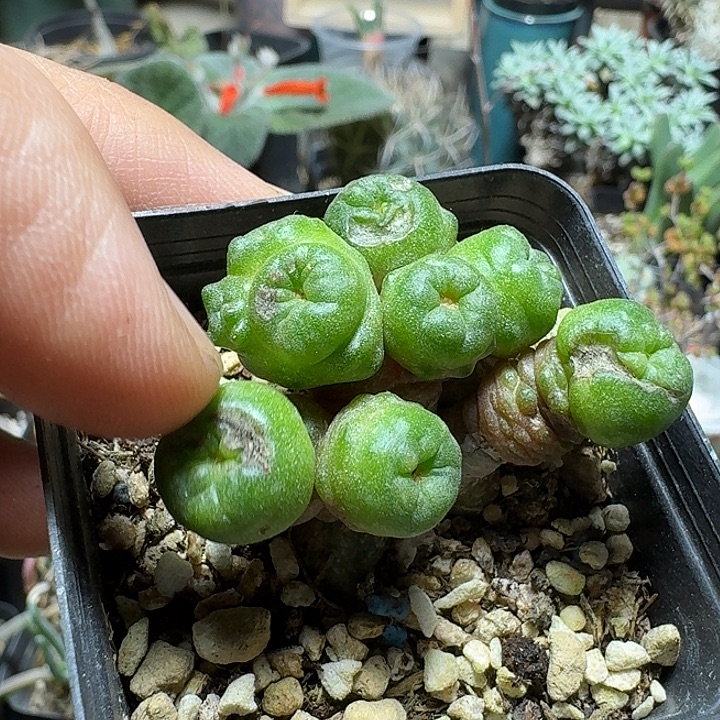 783高沙一点红带盆发货有疤特价