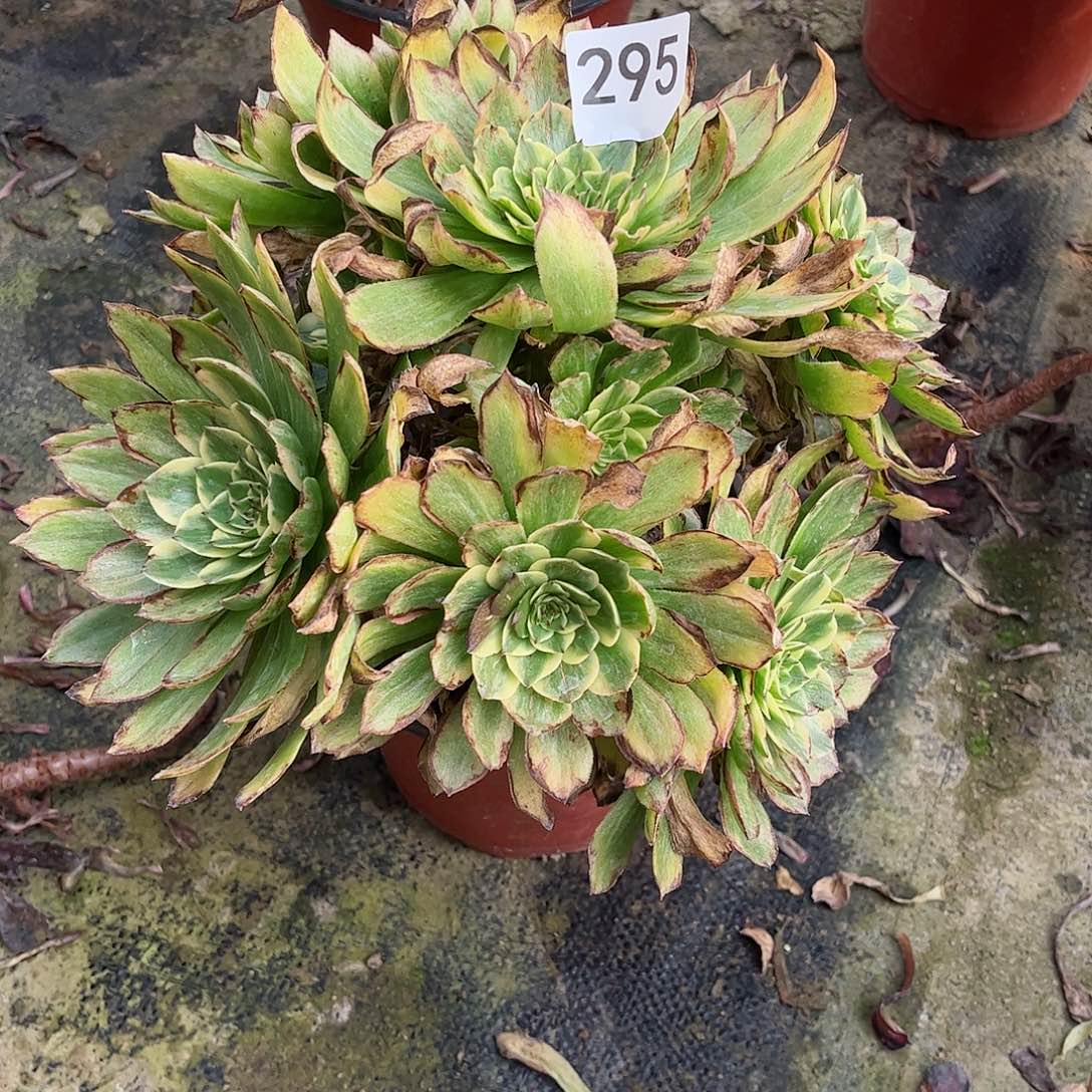 多肉植物玉兔295