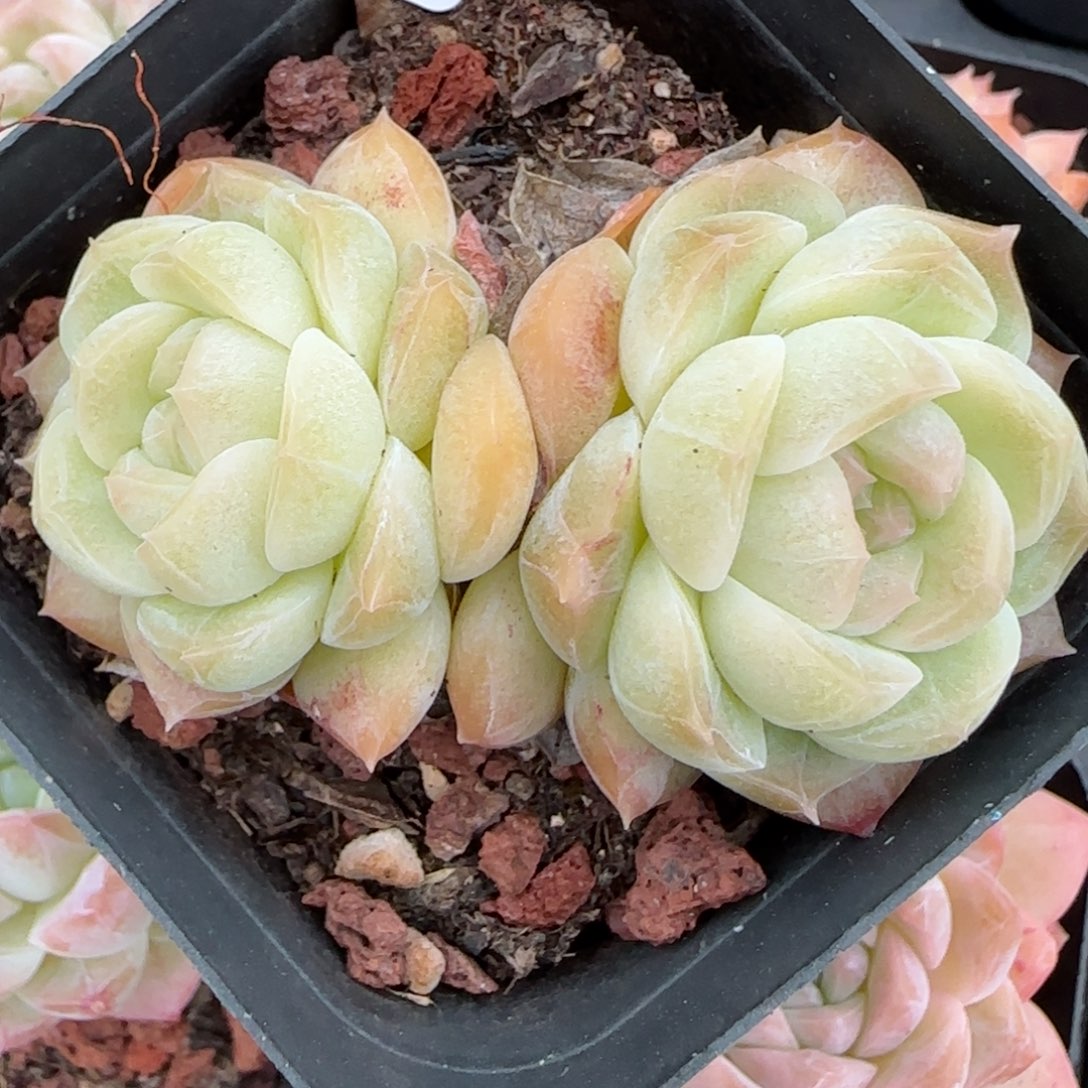 花语逸镜0224-69