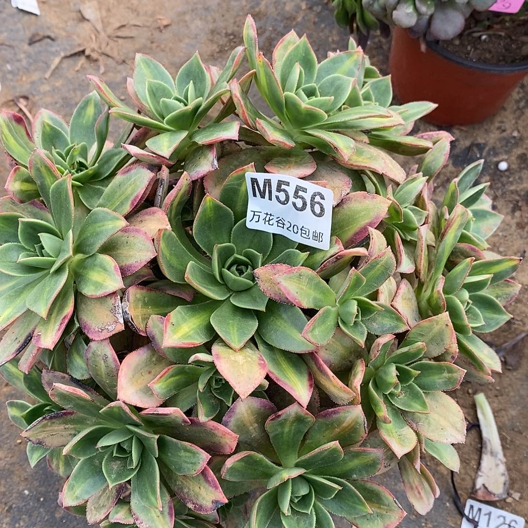 556星辰多肉植物