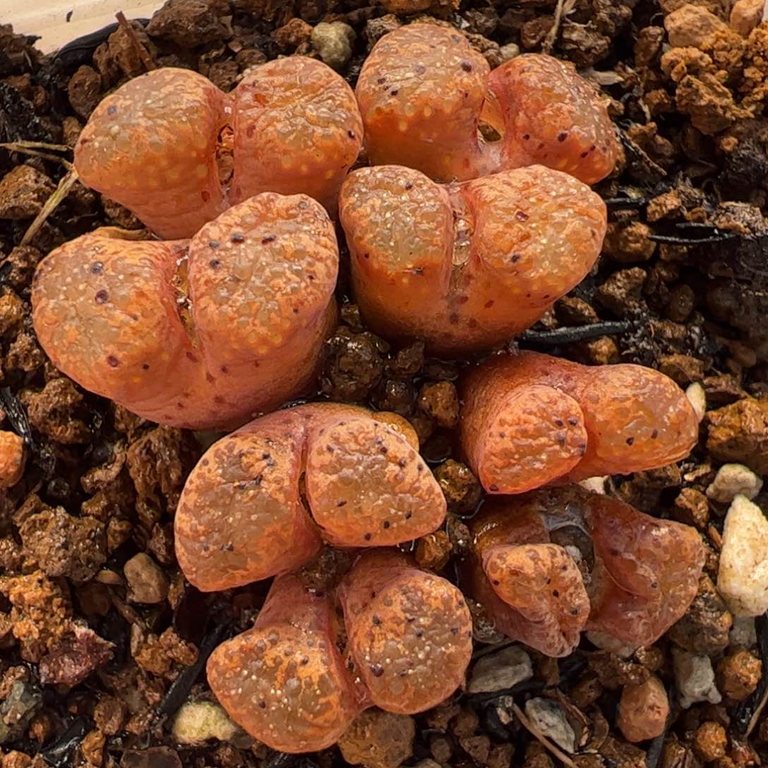 821多肉植物百科