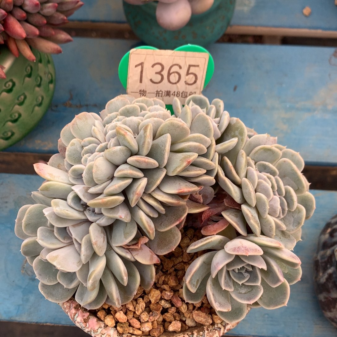 汉堡树缀一物一拍1365