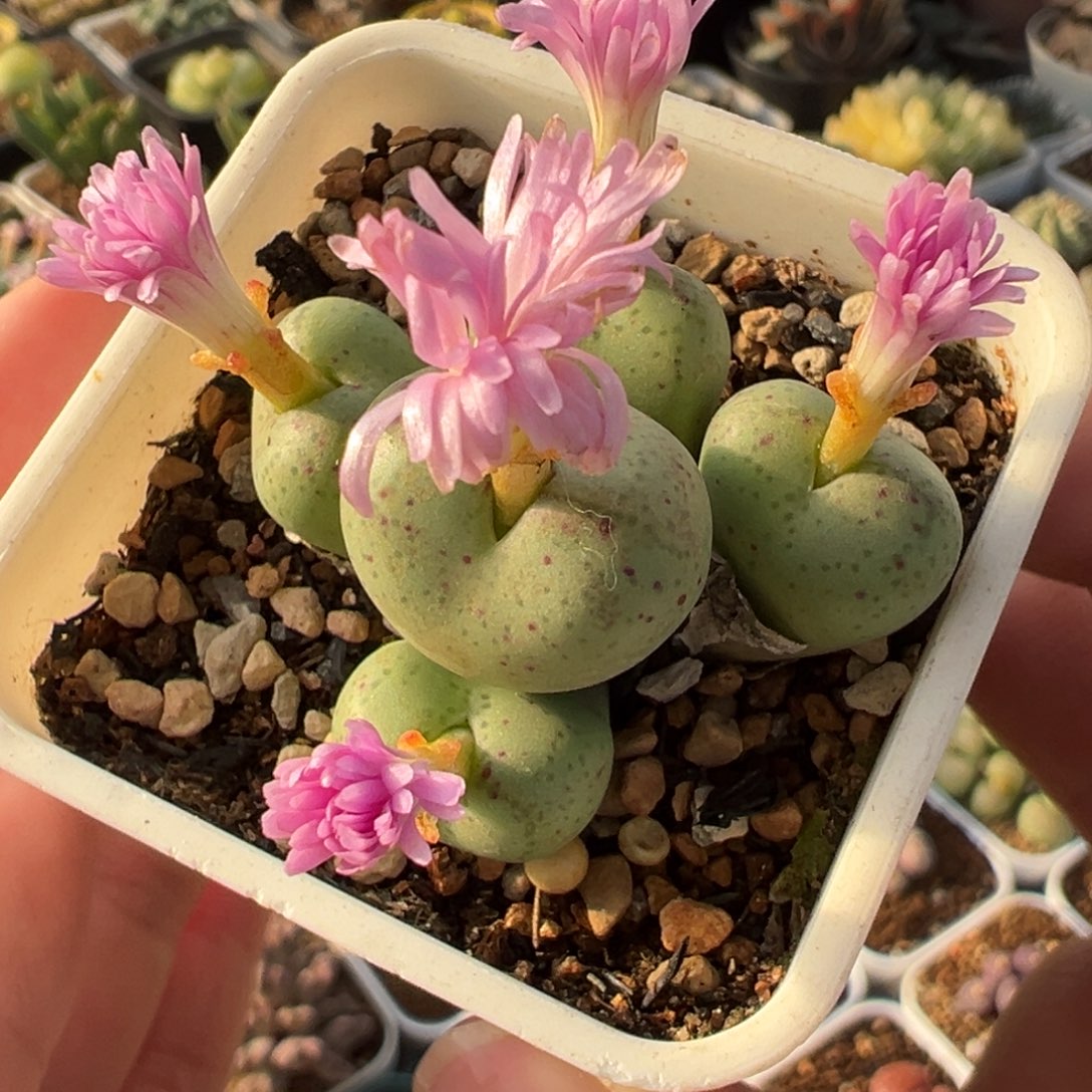 浓香型紫体猴脸肉锥5