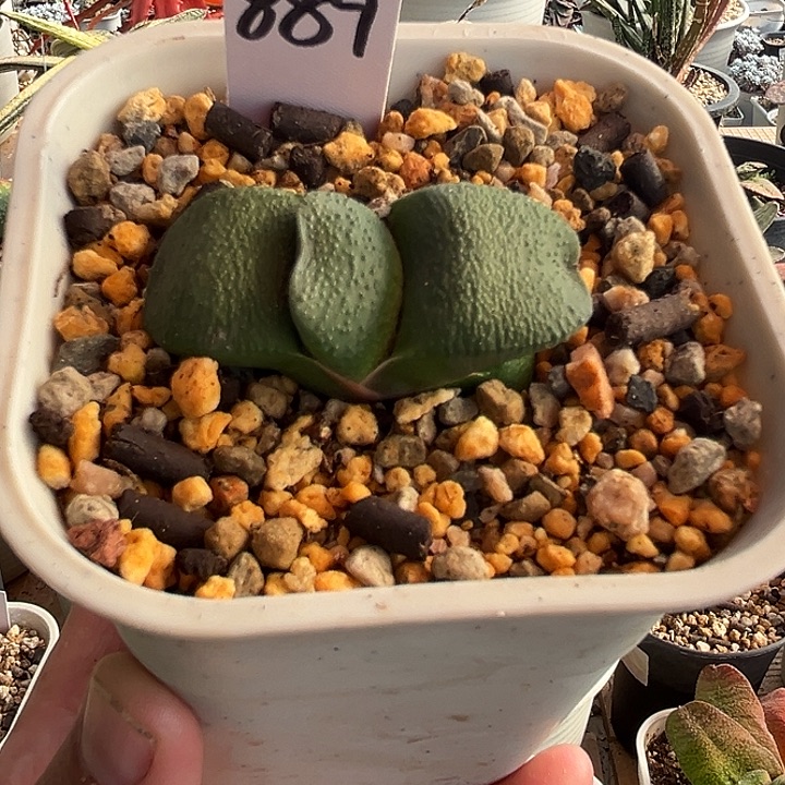 889脱土发货11111111