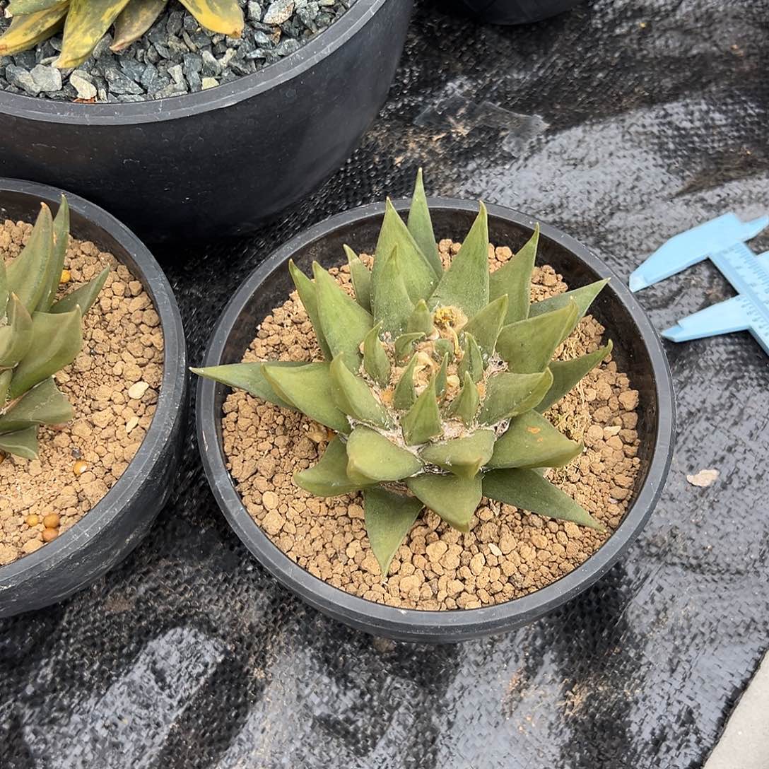 完全开放龙牙gggggg