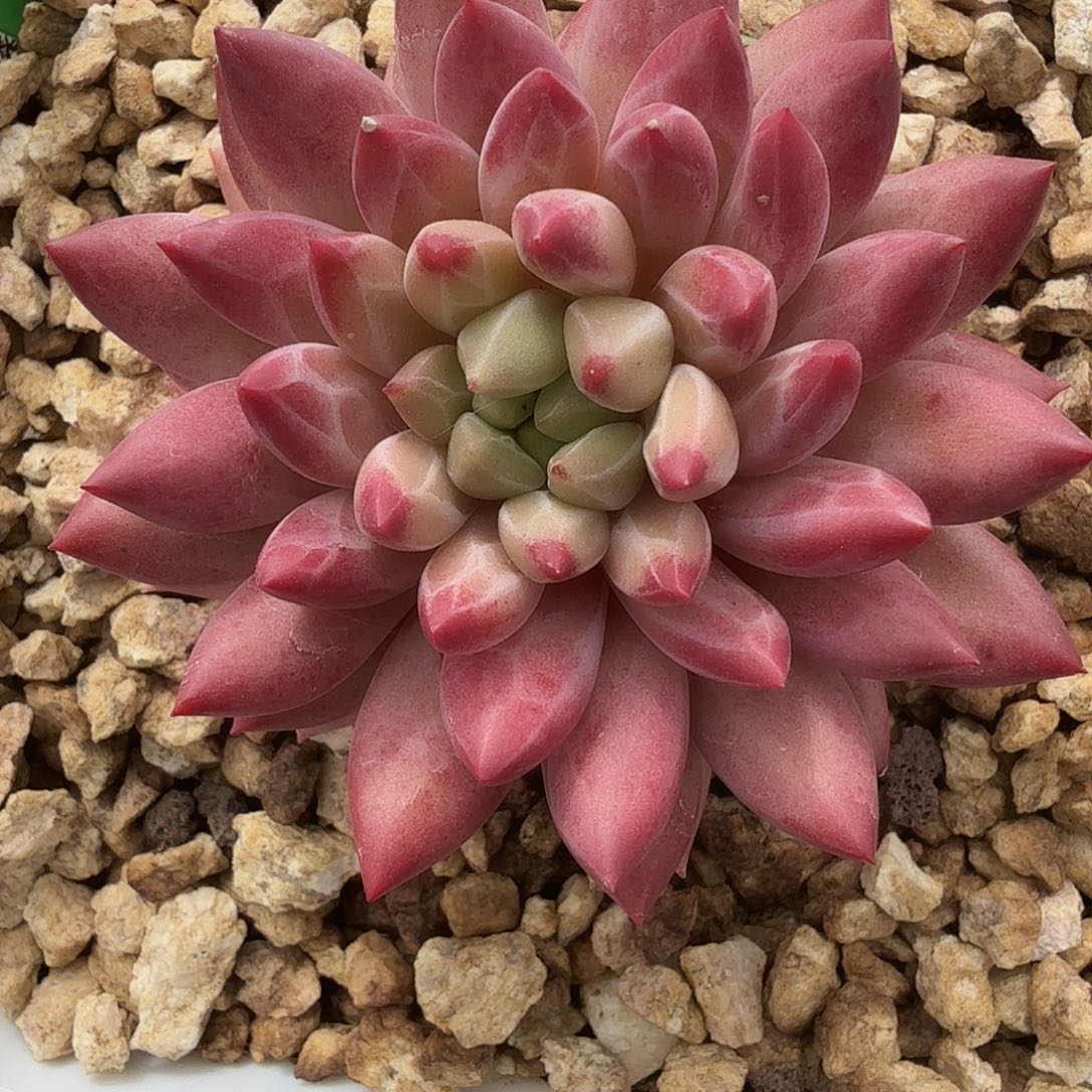 红体虞美人美美美美美美