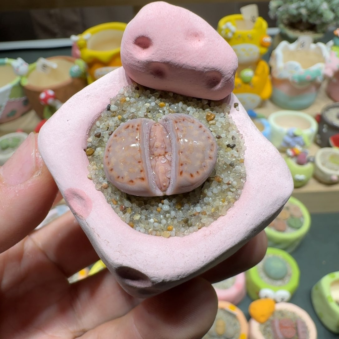 红陶蘑菇581c171饼干