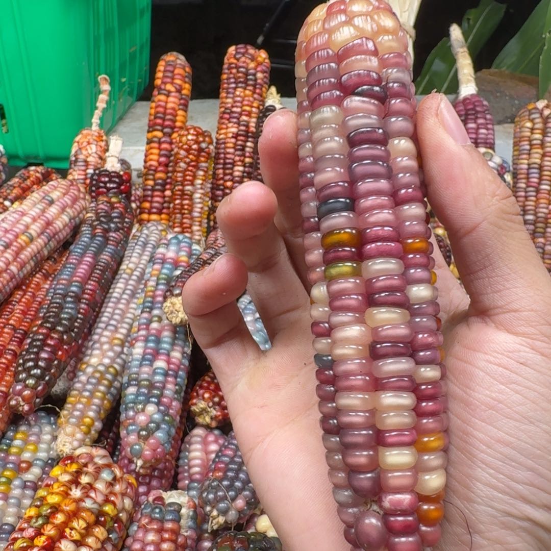 香***奶柏香籽/百香籽吊坠