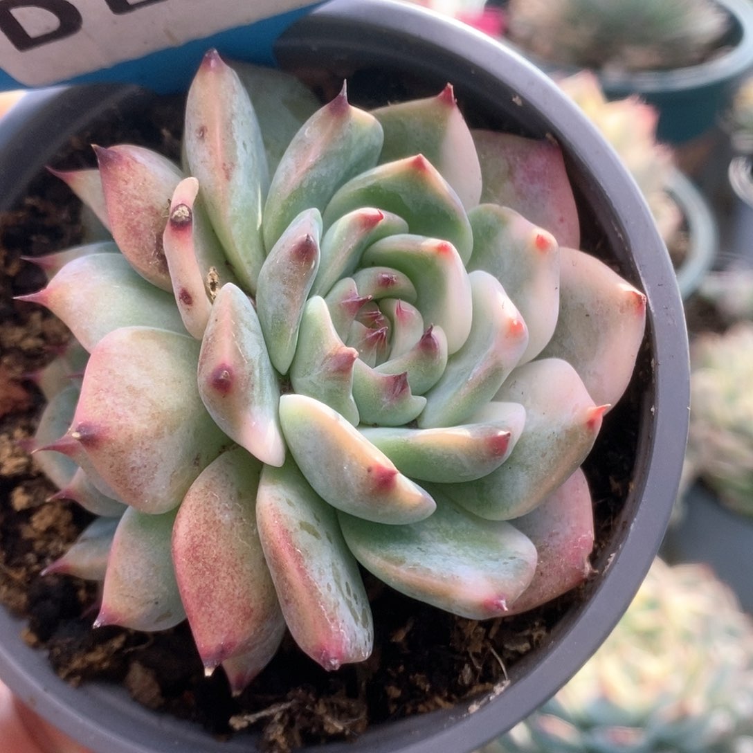 D077锦锦锦锦锦锦锦