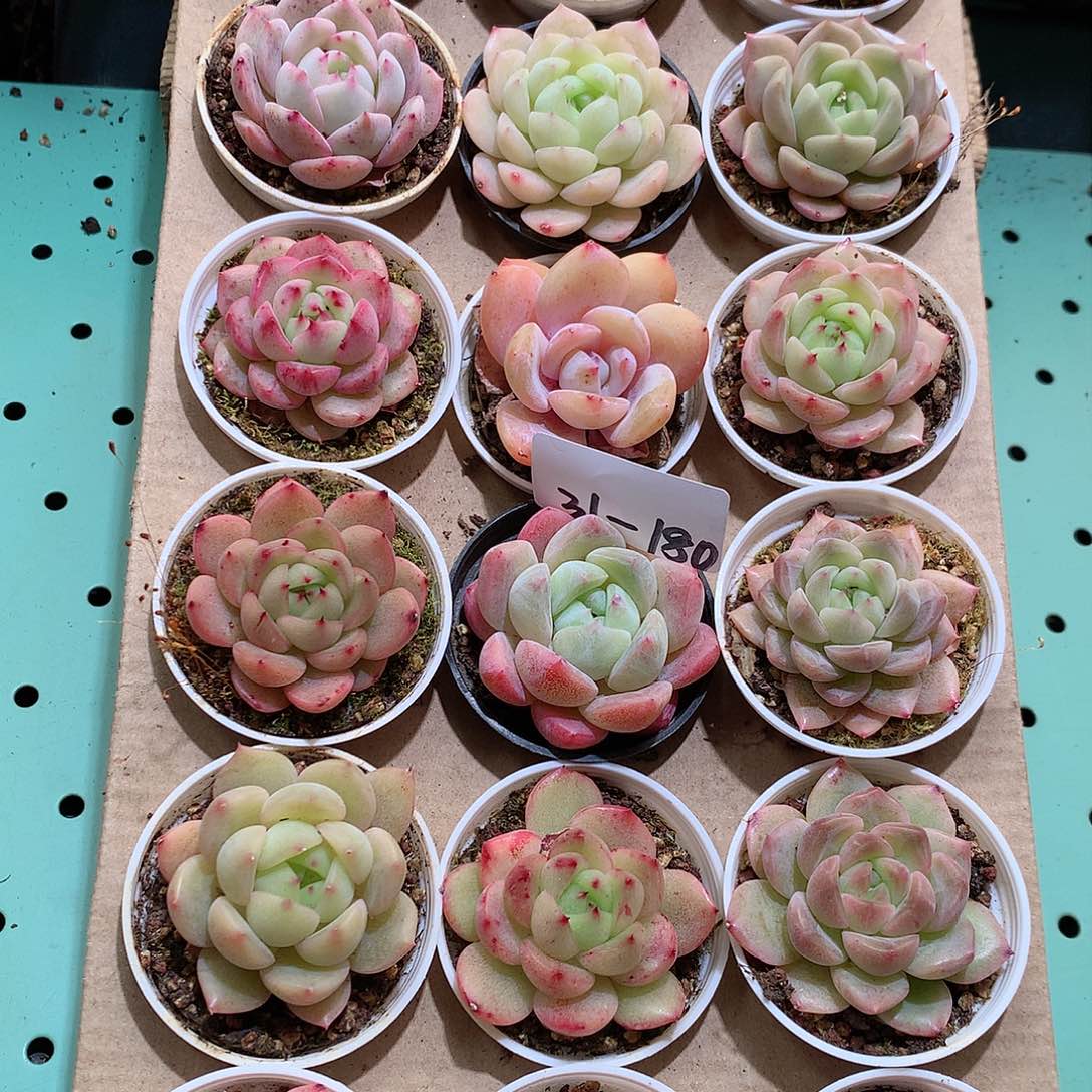 31-180一物一拍带盆18颗