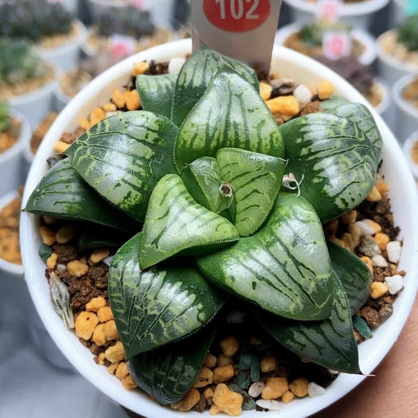 【闪购商品】102画皮