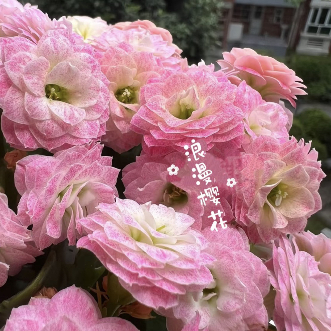 (浪漫樱花)110盆一代种苗长寿 稀有大花品种 基地直发