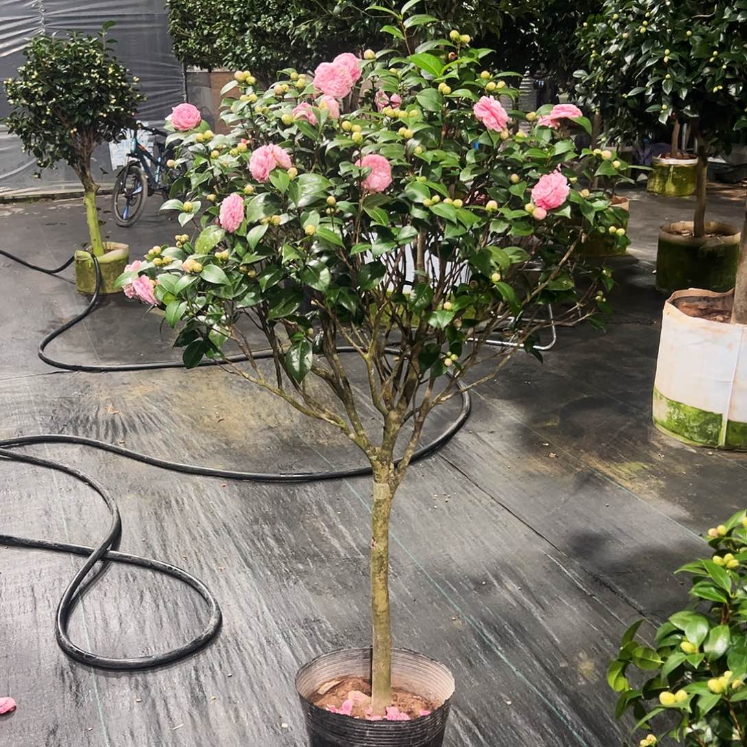 全部花朵十八学士