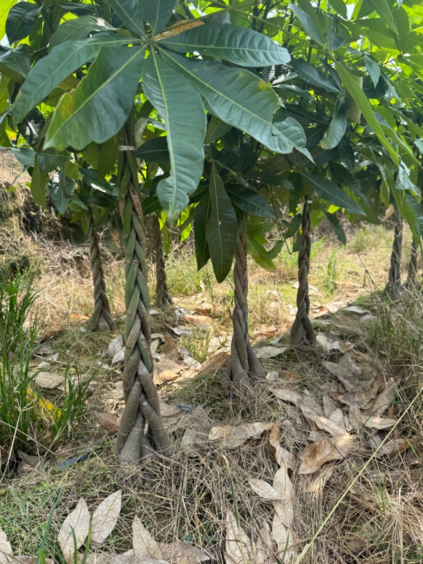 发财树苗辫子发财树盆栽招财树室内旺宅花卉绿植盆栽发财树防辐射