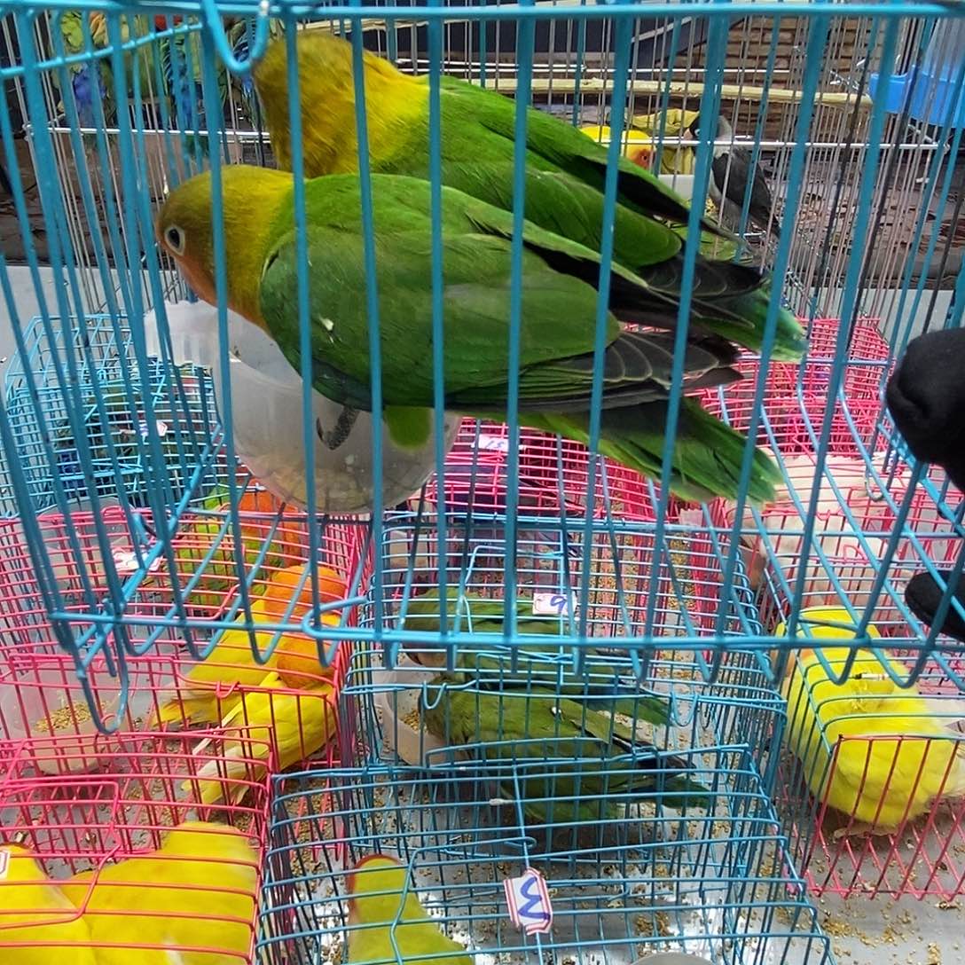 晚***婆桃脸牡丹鹦鹉棕头一对