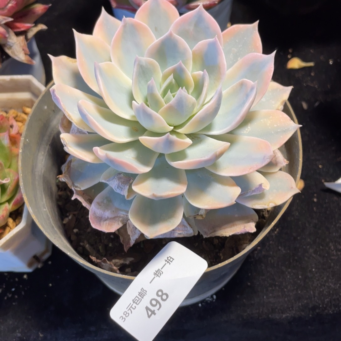 L****a498皮士锦单头多肉植物