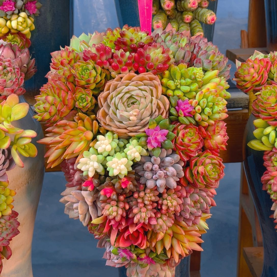 001水果拼多肉组合