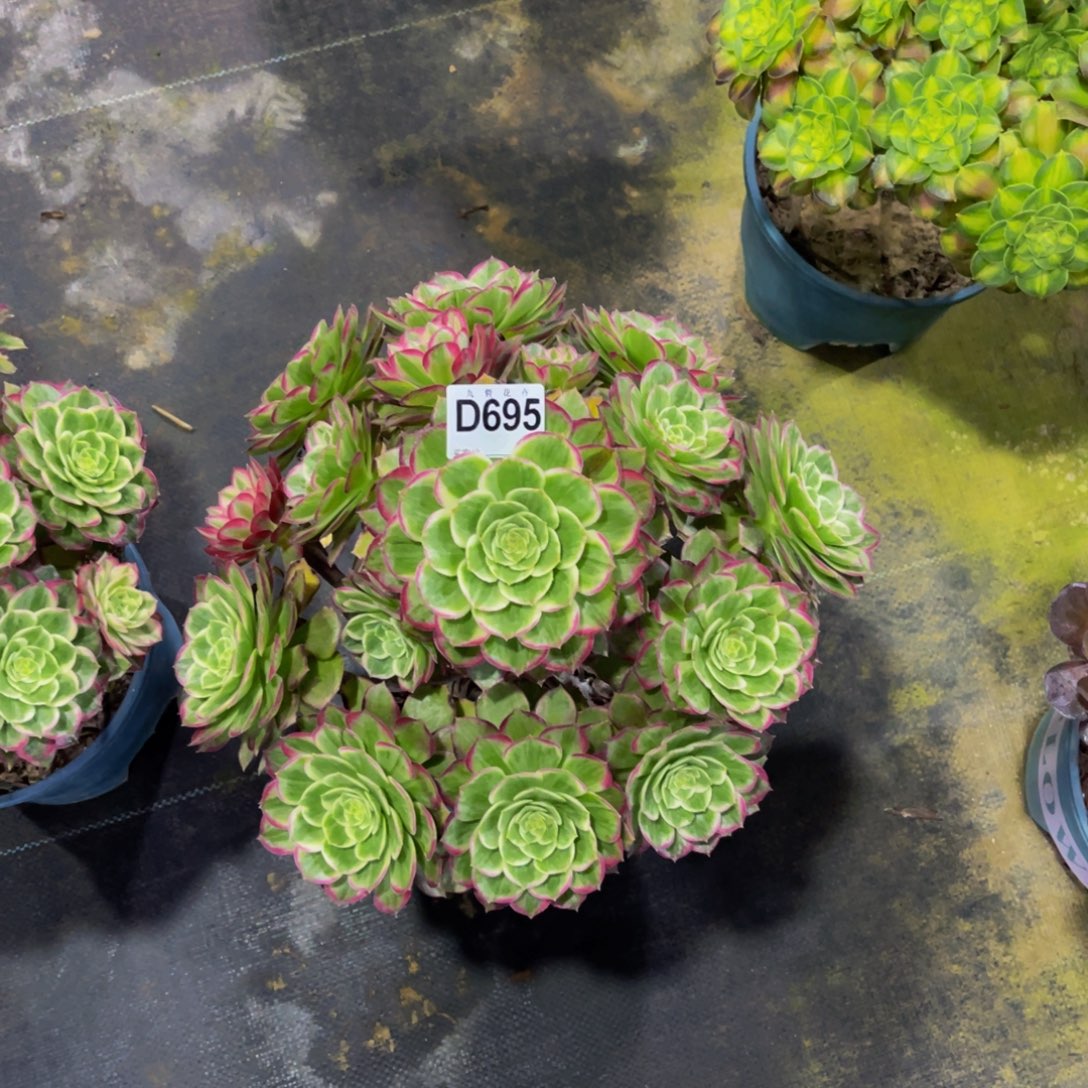 懂****69500万花筒福利一颗