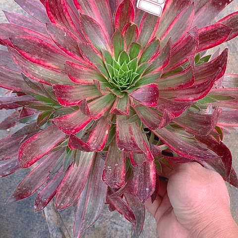 275孔雀锦多肉植物