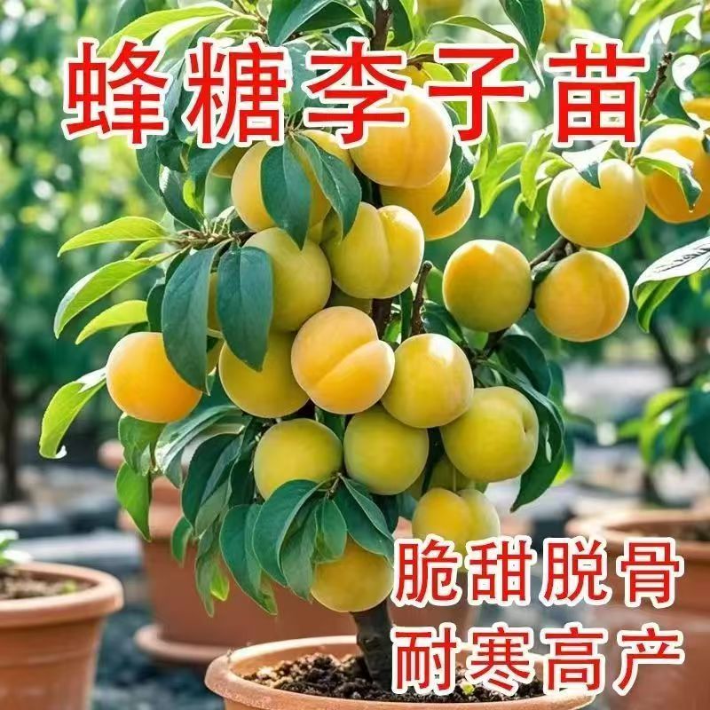 蜂糖李树苗正宗嫁接李子苗果树大果型高糖度李子盆栽地栽果树苗