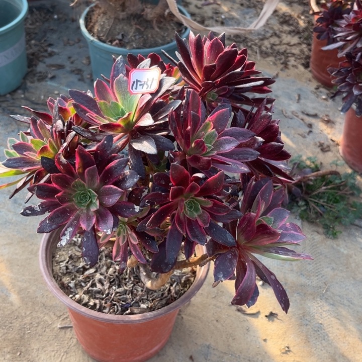 15-131婚纱处理不售后多肉