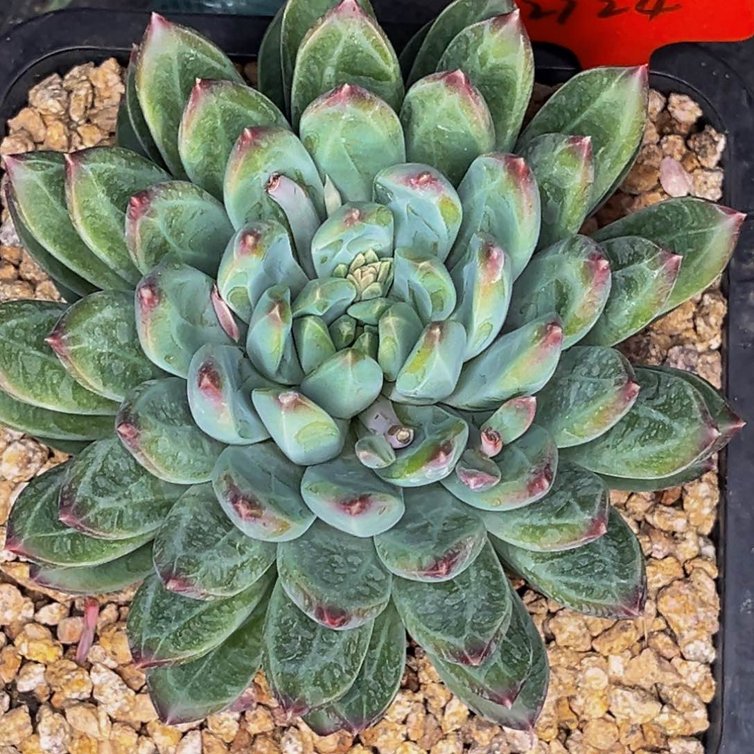 2724号晚上多肉植物群生