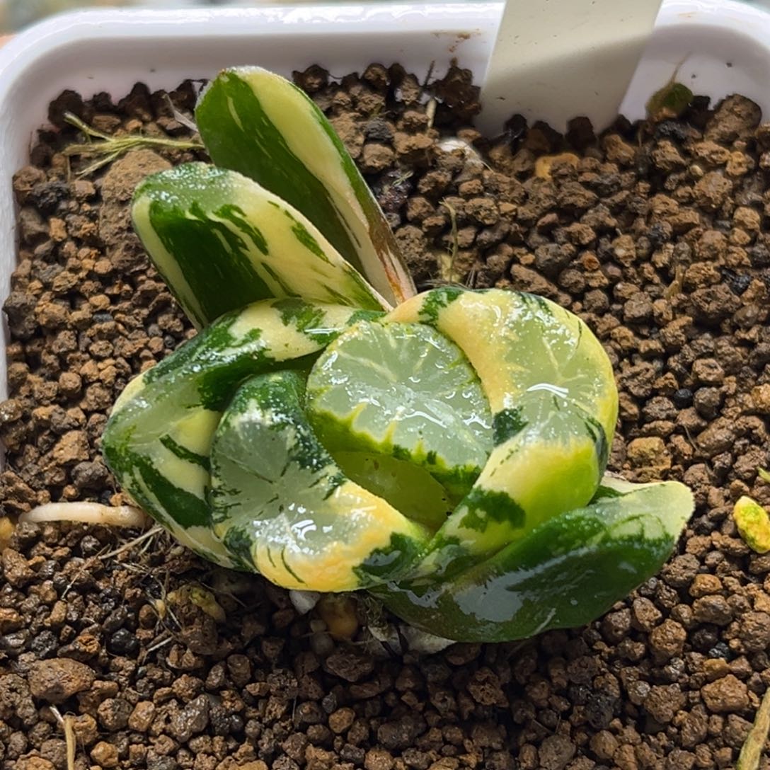 12霸王万象锦福利专场