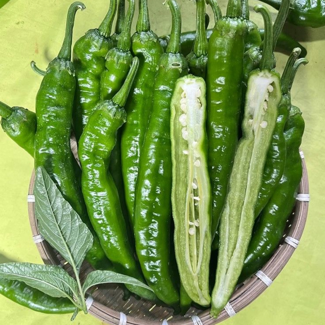 软皮香辣湖南品种香研55号香辣型软香辣新鲜肉嫩新鲜尖椒