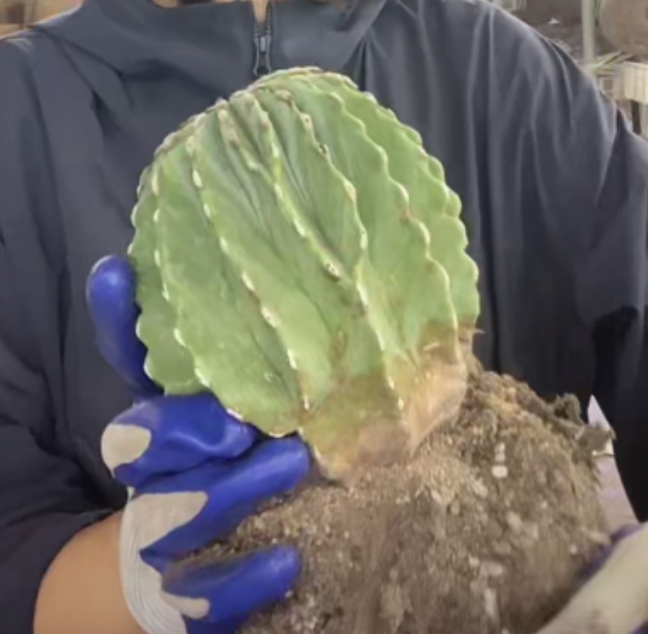 二妹园艺【 1颗 大无刺王冠龙  自根 】【冠幅保12公分】脱土随机发货