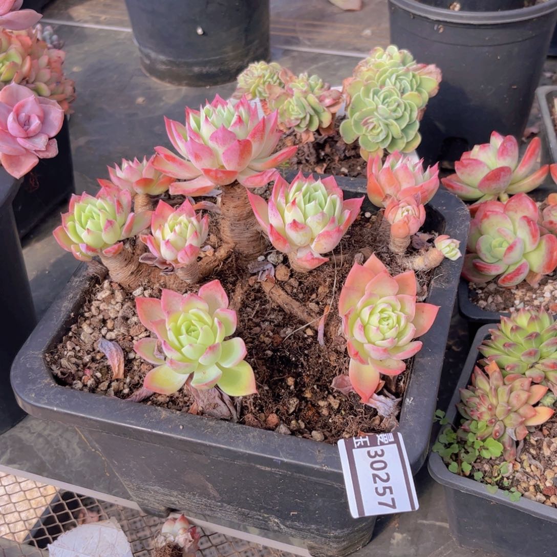 洐****三色堇多肉植物30257