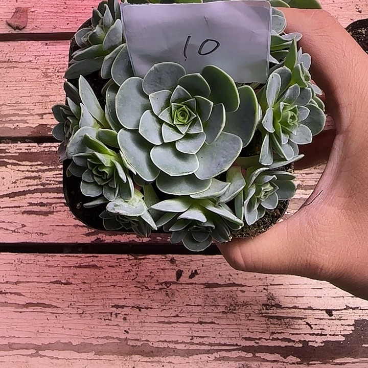 冷***殇山地玫瑰一物一拍，带盆发10号