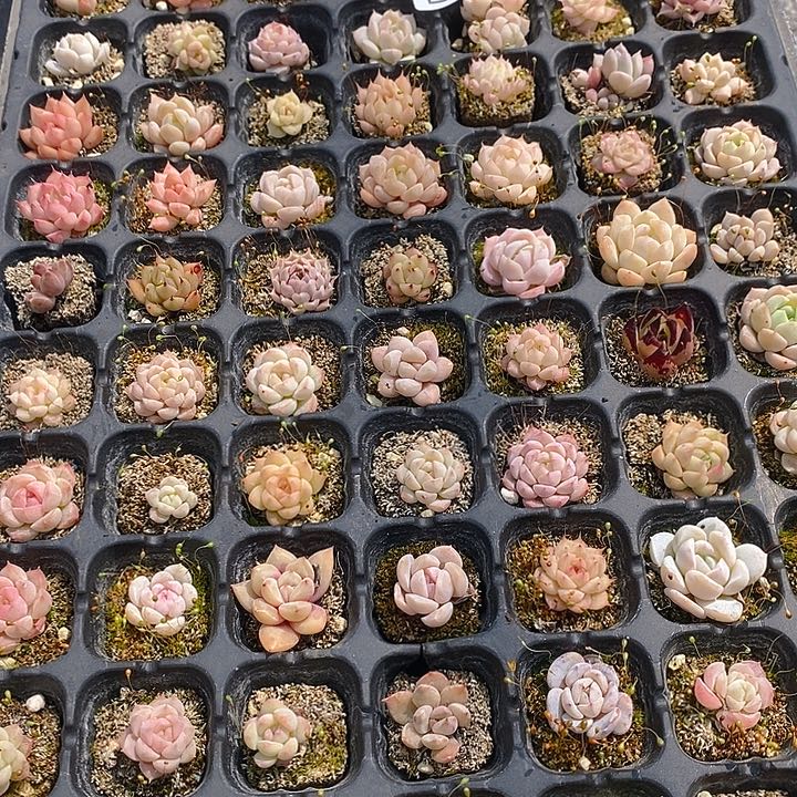 295 多肉植物盆栽花卉植物