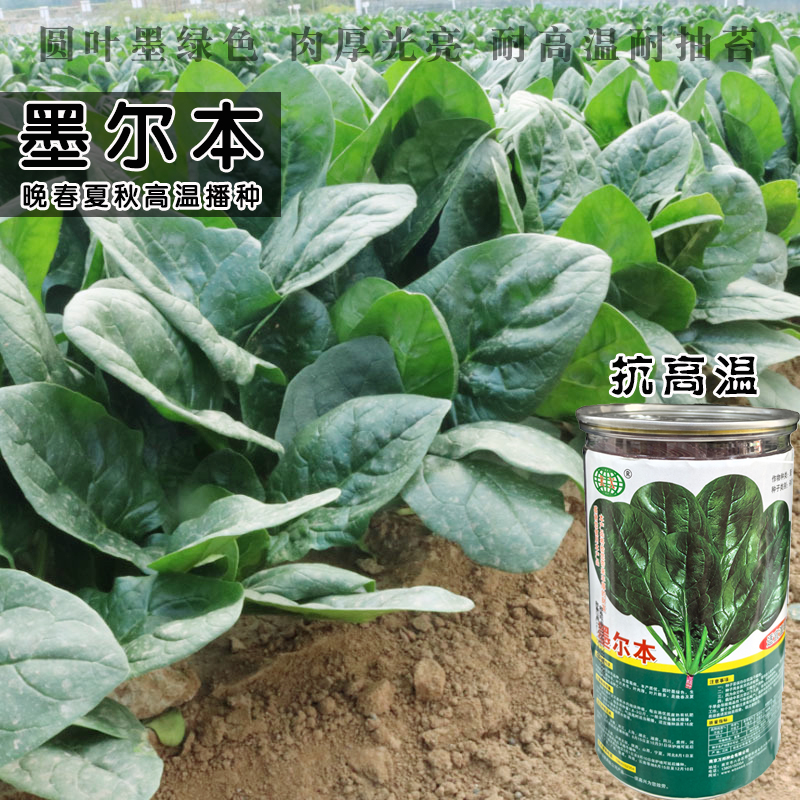 【热门推荐】趴地菠菜种子墨绿色耐寒耐抽苔圆叶黑绿抗病菠菜种籽