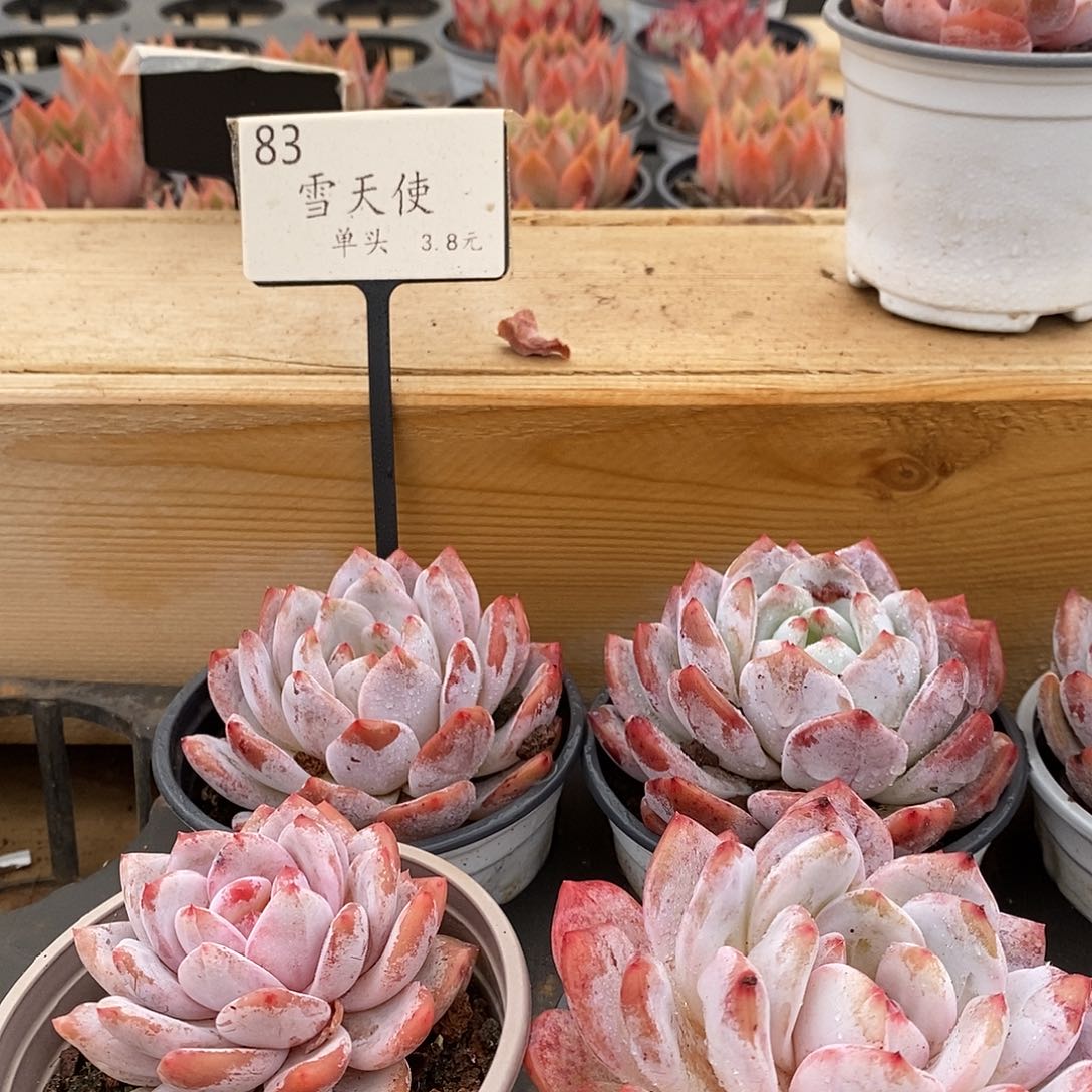 83雪天使  单头 福利多多