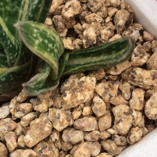 达摩旋转蜗牛侧牙无根多肉131