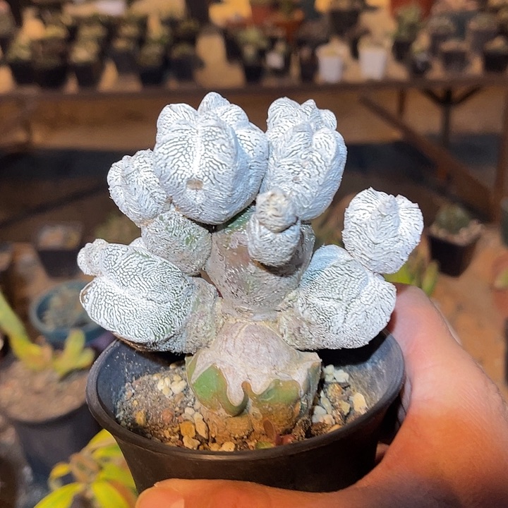 满38包邮2天凑单，脱土晾根发货多肉植物嫁接恩冢