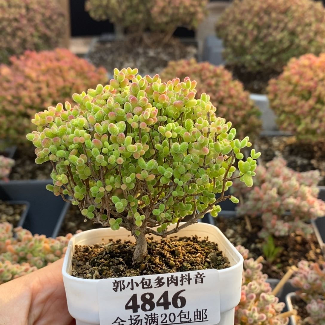 菜**。蜜橘糖球4846枝干番杏