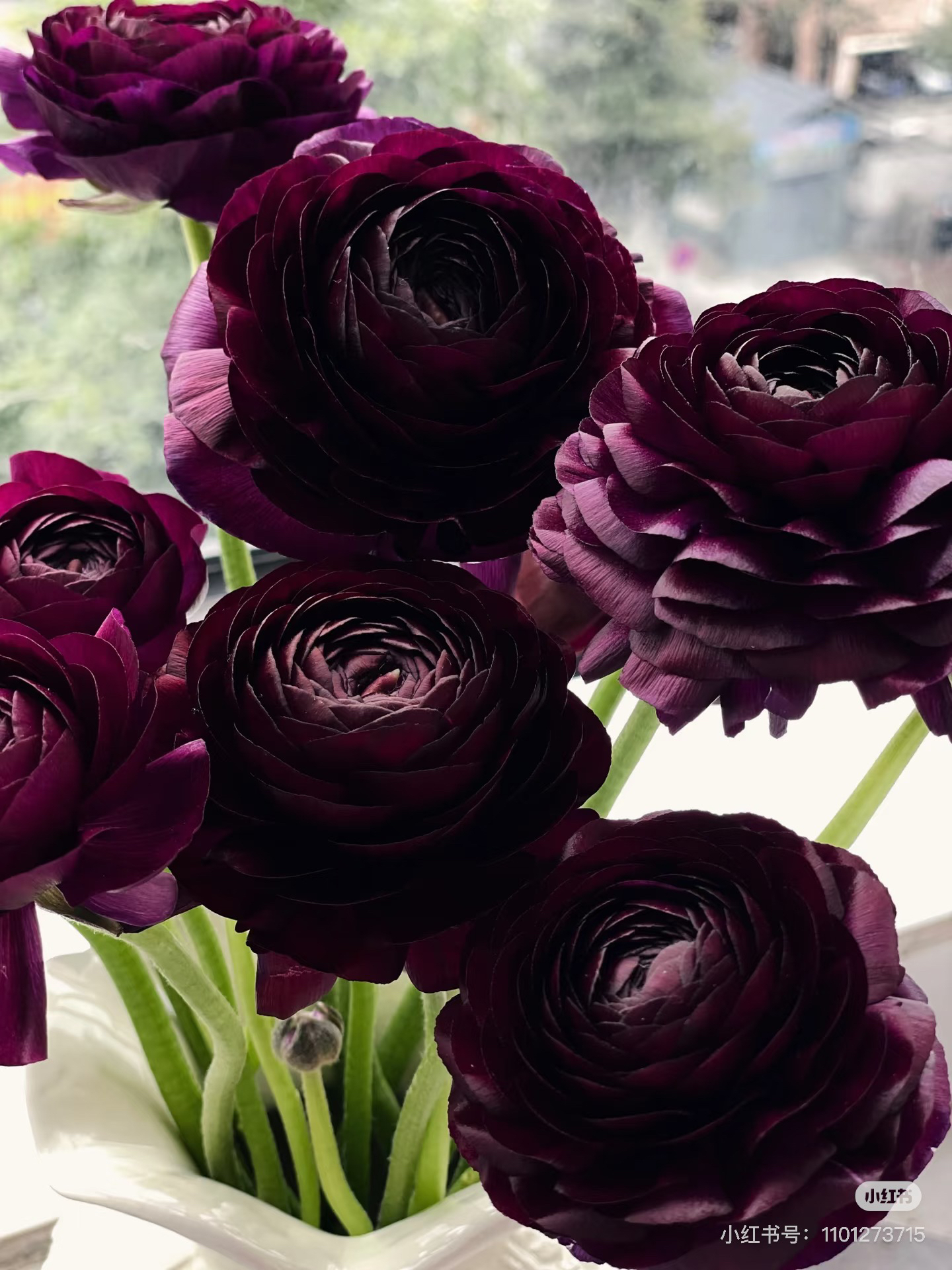 【花甜悦夏优选】小黑人洋牡丹（百分之十不售后3个冷链4个空运）