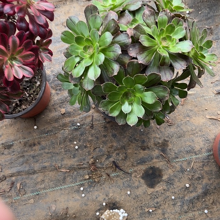 多肉法师植物链接12