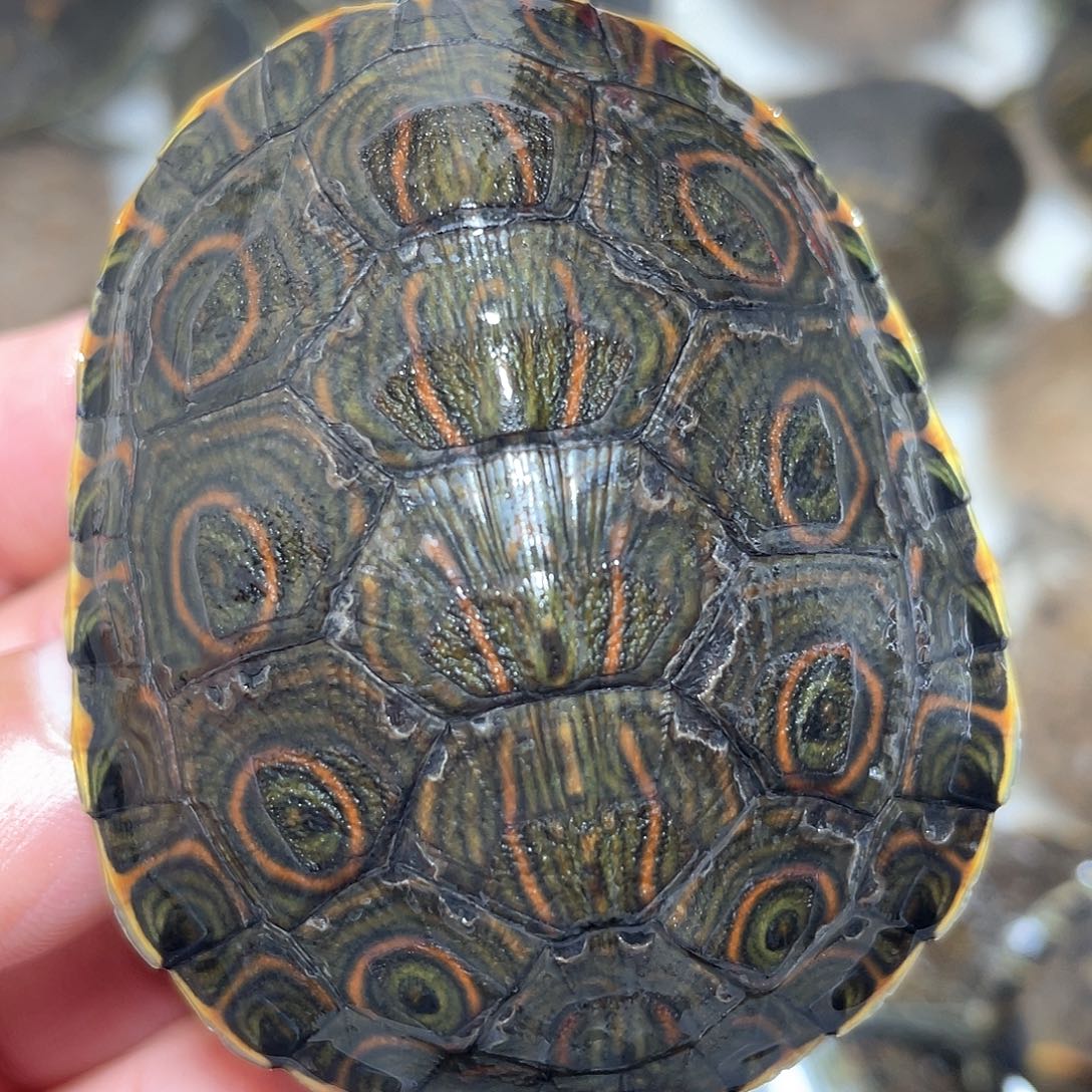 宠物龟不分公母大河