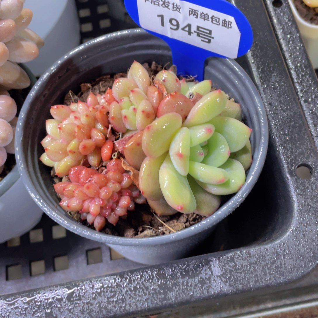 194号珍妮龙头凌雪缀化