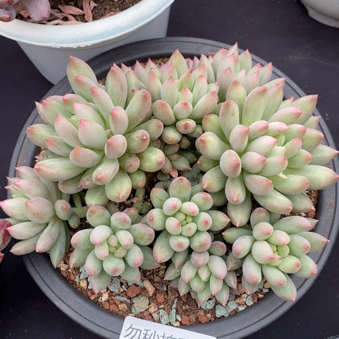 两单包邮1223-34言自