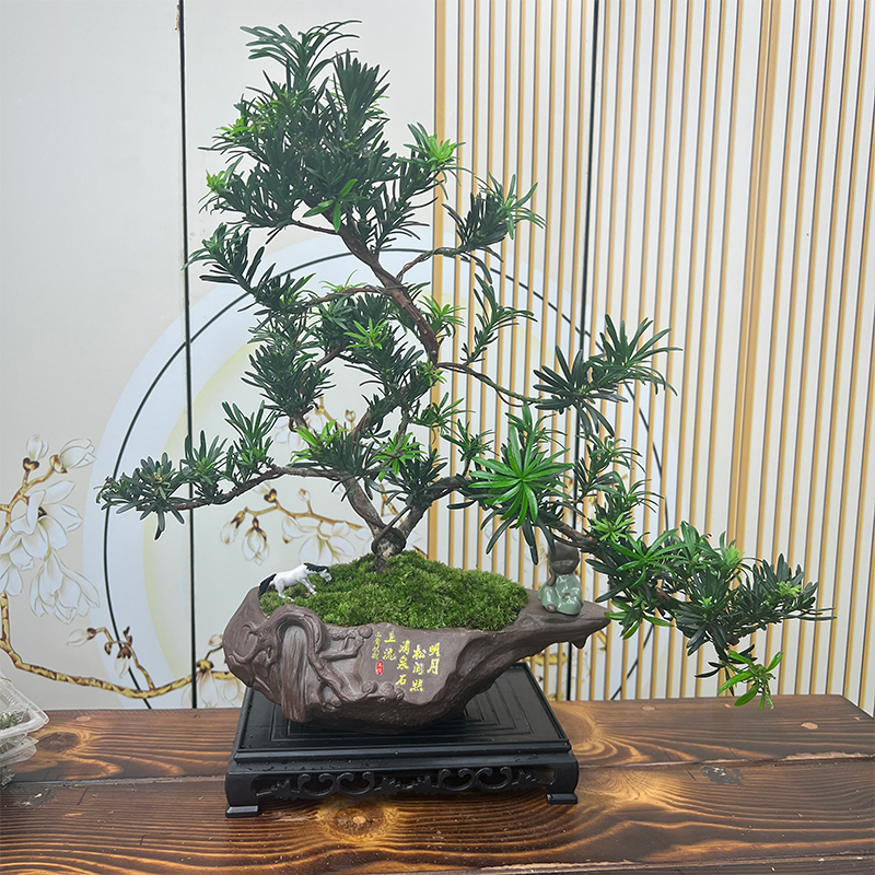 高端盆景老桩雀舌罗汉松室内玄关办公室耐寒耐旱植物懒人礼物