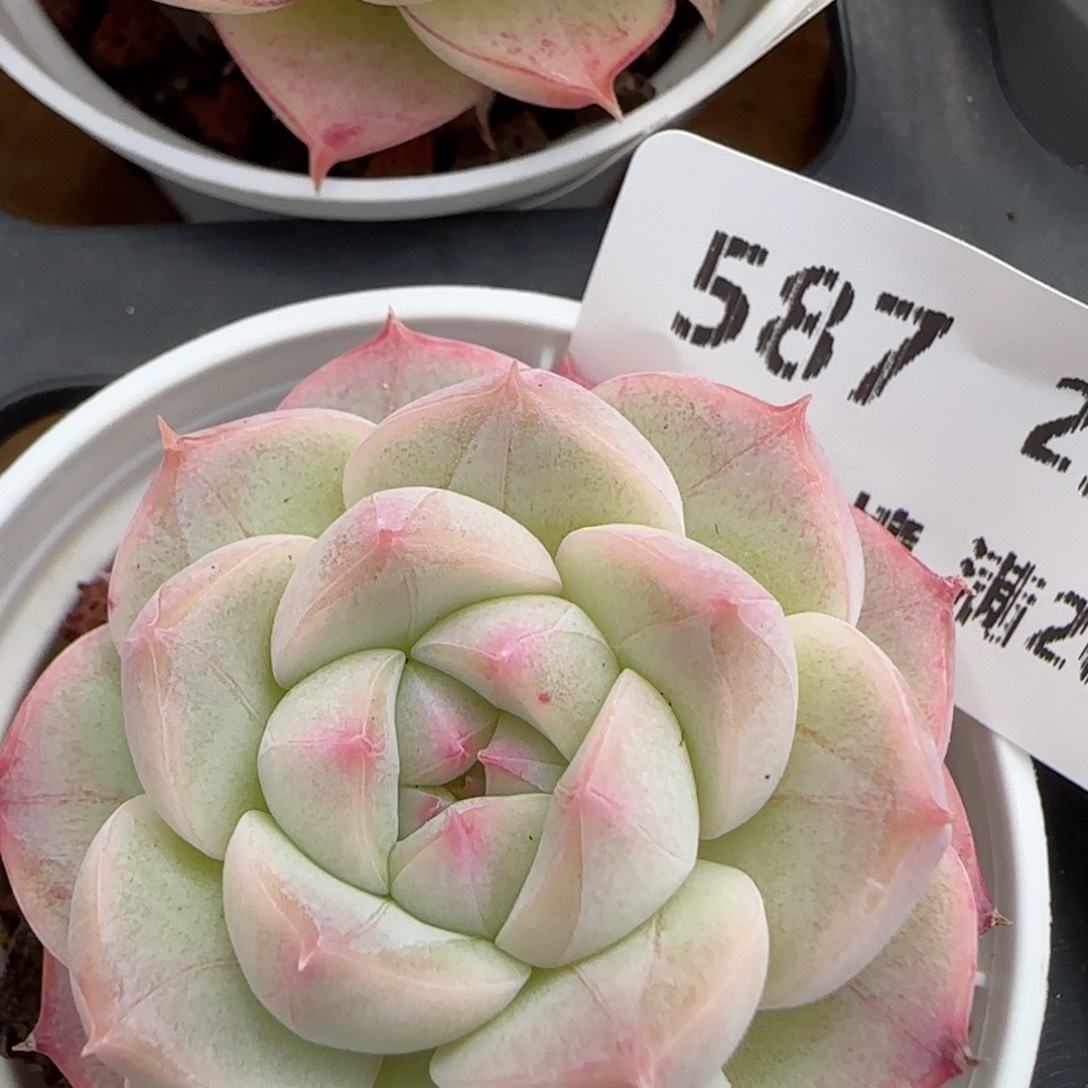 花语逸镜0219-587