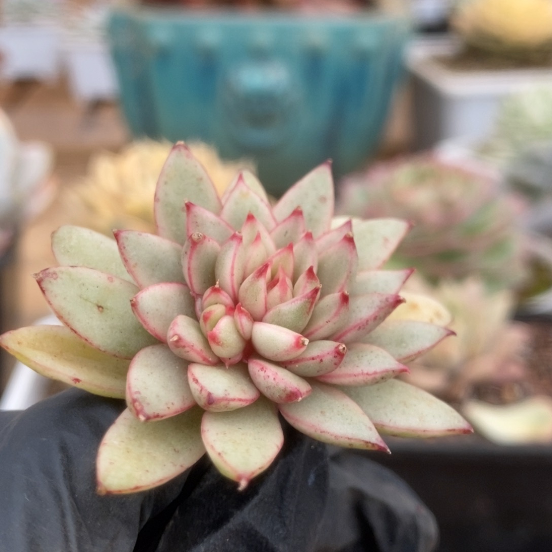 002黄金雨侧芽锦锦锦锦锦锦